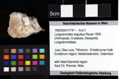 Foto (Objket + Etiketten) von Pithonoton sp. 